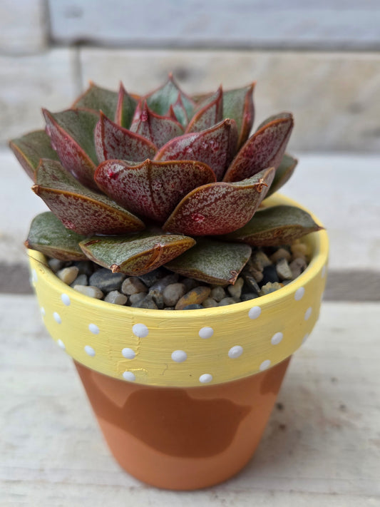 Echeveria “Purpusorum" succulent in hand painted terracotta pot