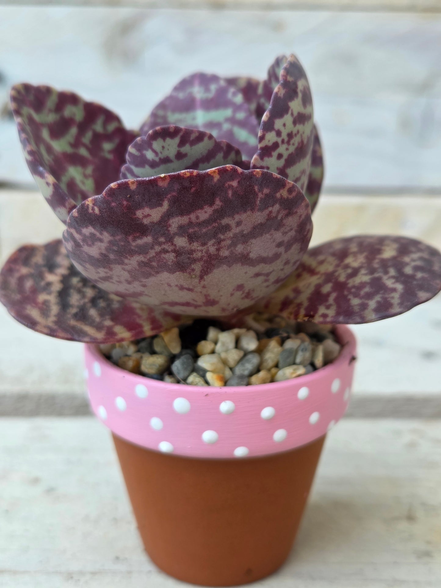 Kalanchoe Humilis Desert Surprise succulent in terracotta pot
