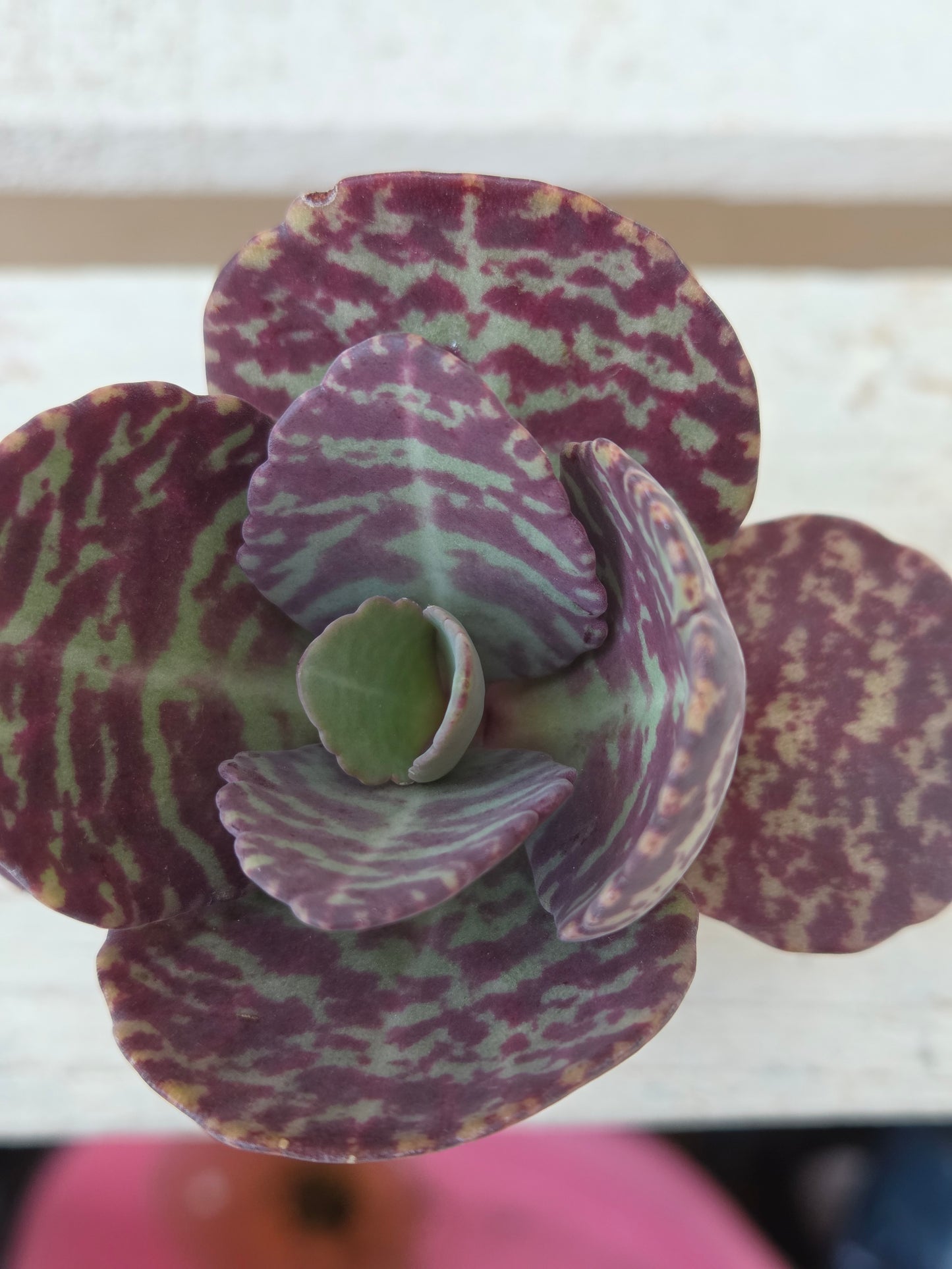 Kalanchoe Humilis Desert Surprise succulent in terracotta pot