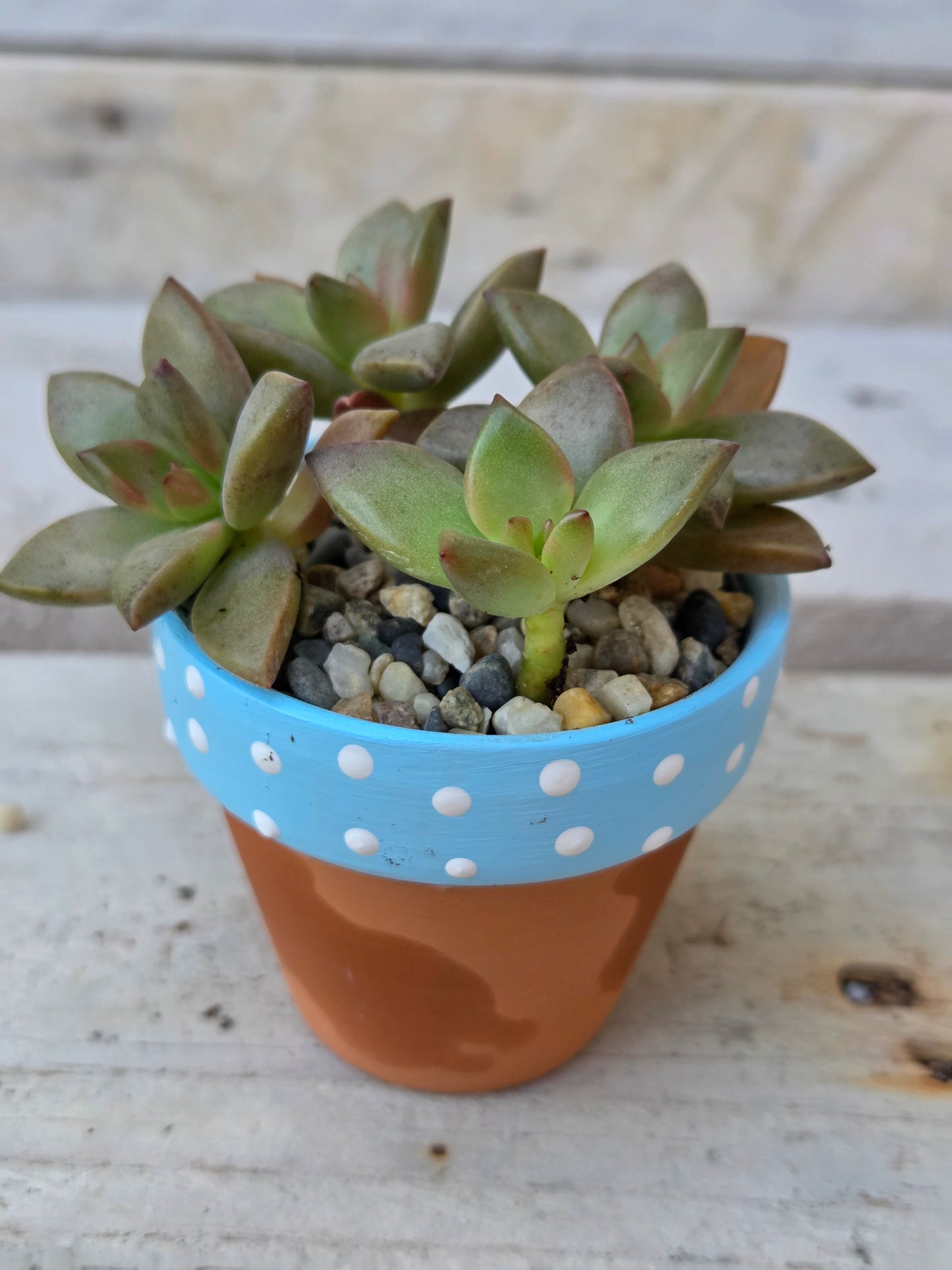 Sedum Adolphii 'Vera Higgins' succulent in hand painted terracotta pot