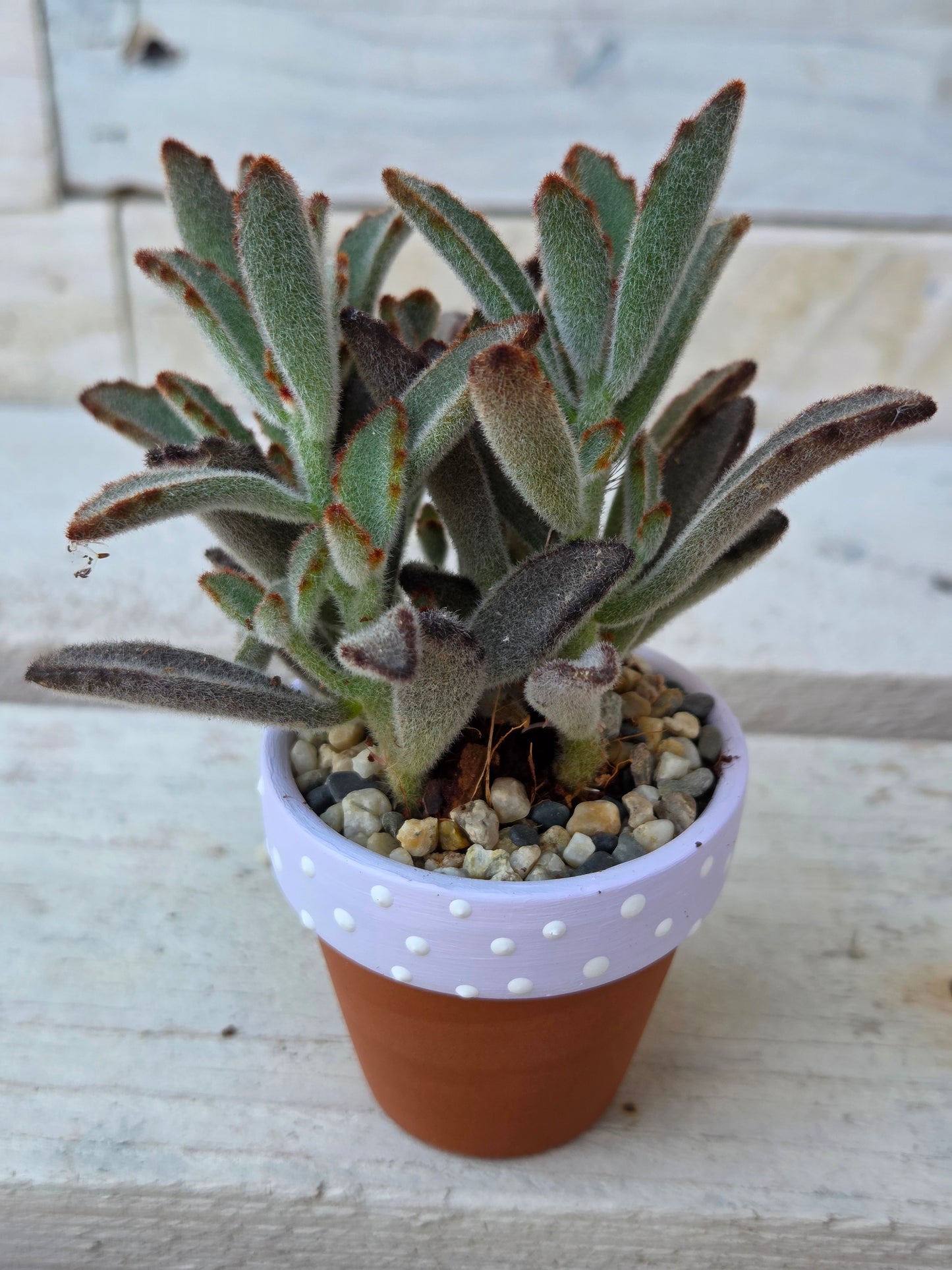 Kalanchoe tomentosa “dark tanz" succulent in hand painted terracotta pot