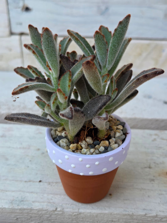 Kalanchoe tomentosa “dark tanz" succulent in hand painted terracotta pot