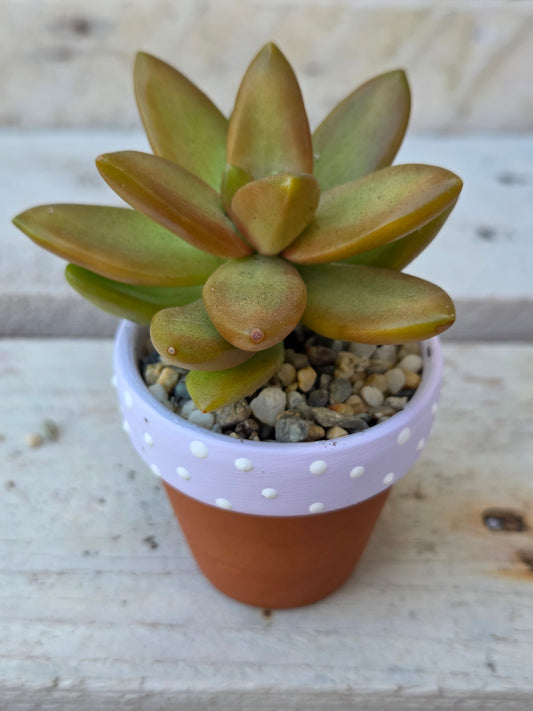 Golden Sedum Adolphii succulent in hand painted terracotta pot