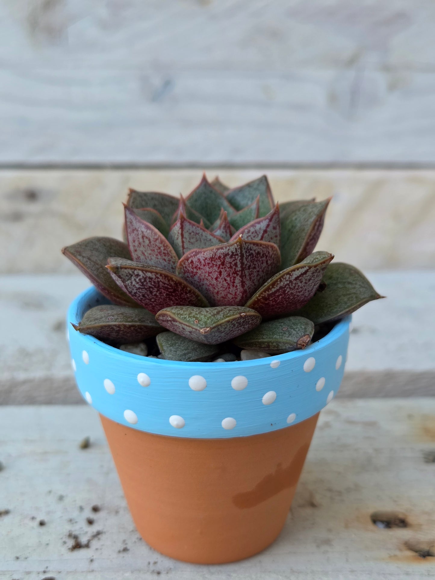 Echeveria “Purpusorum" succulent in hand painted terracotta pot