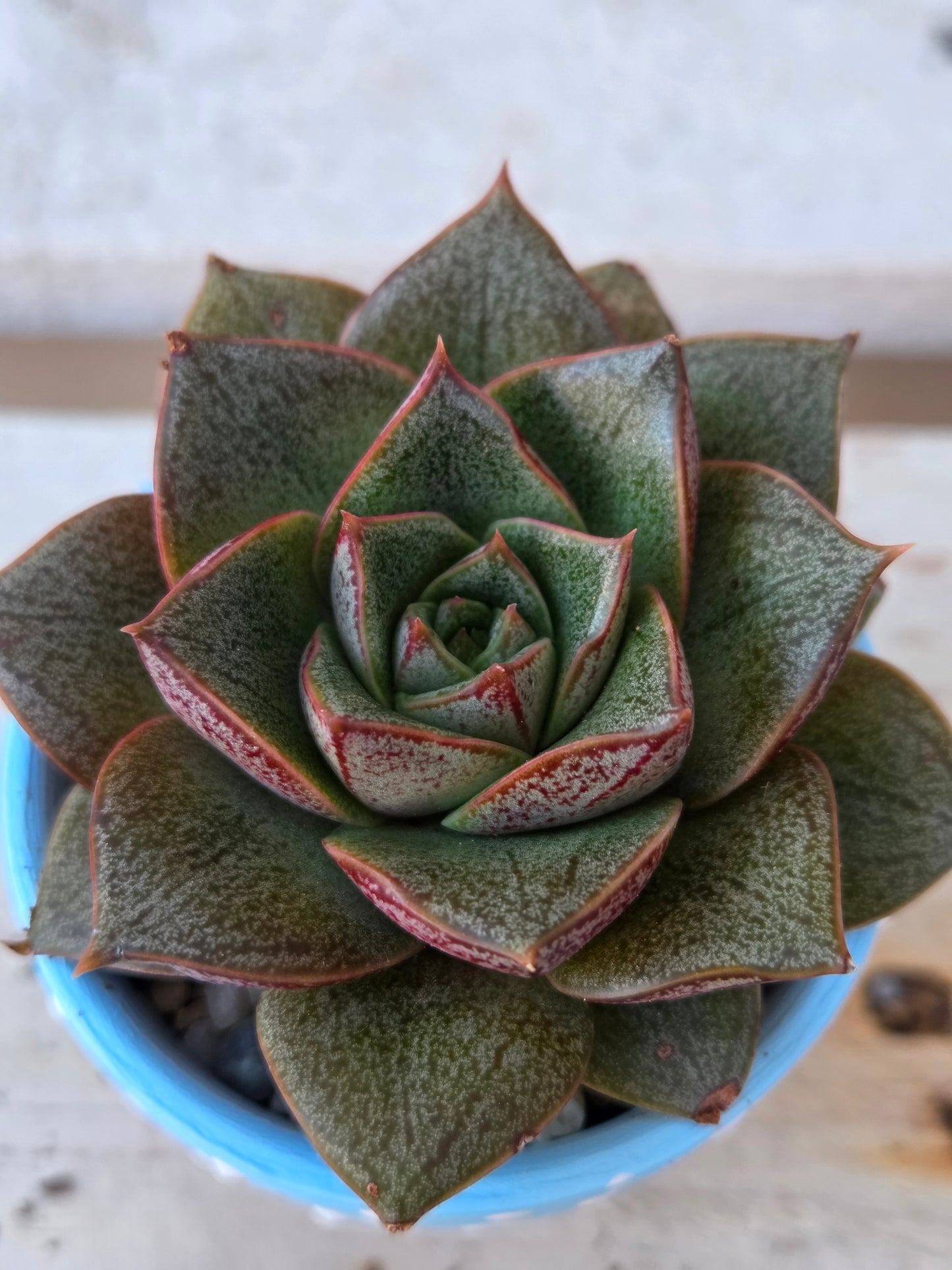 Echeveria “Purpusorum" succulent in hand painted terracotta pot