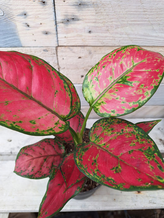 Rare Aglaonema 'Red Joy' – Planted in Clear Self-Watering Pot (12cm)