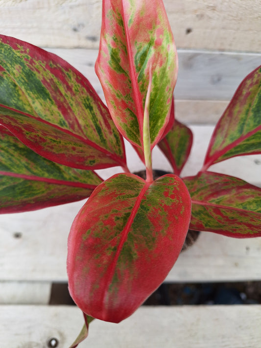 Aglaonema 'Red Fire' – Planted in Clear Self-Watering Pot (12cm)
