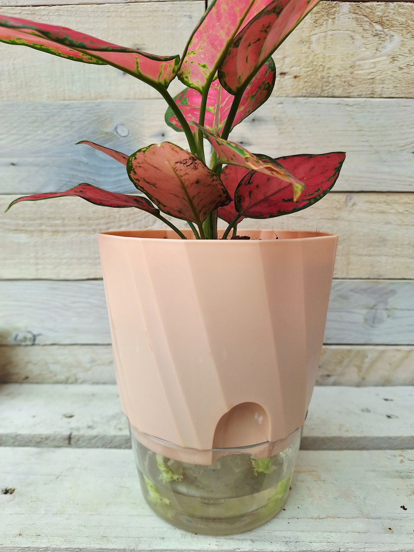 Large Self Watering Pot with clear reservoir