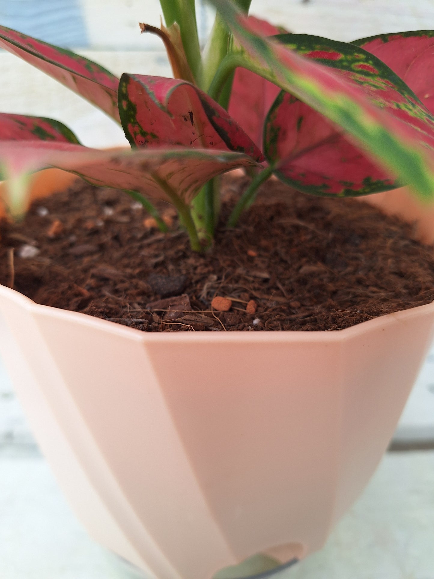 Large Self Watering Pot with clear reservoir