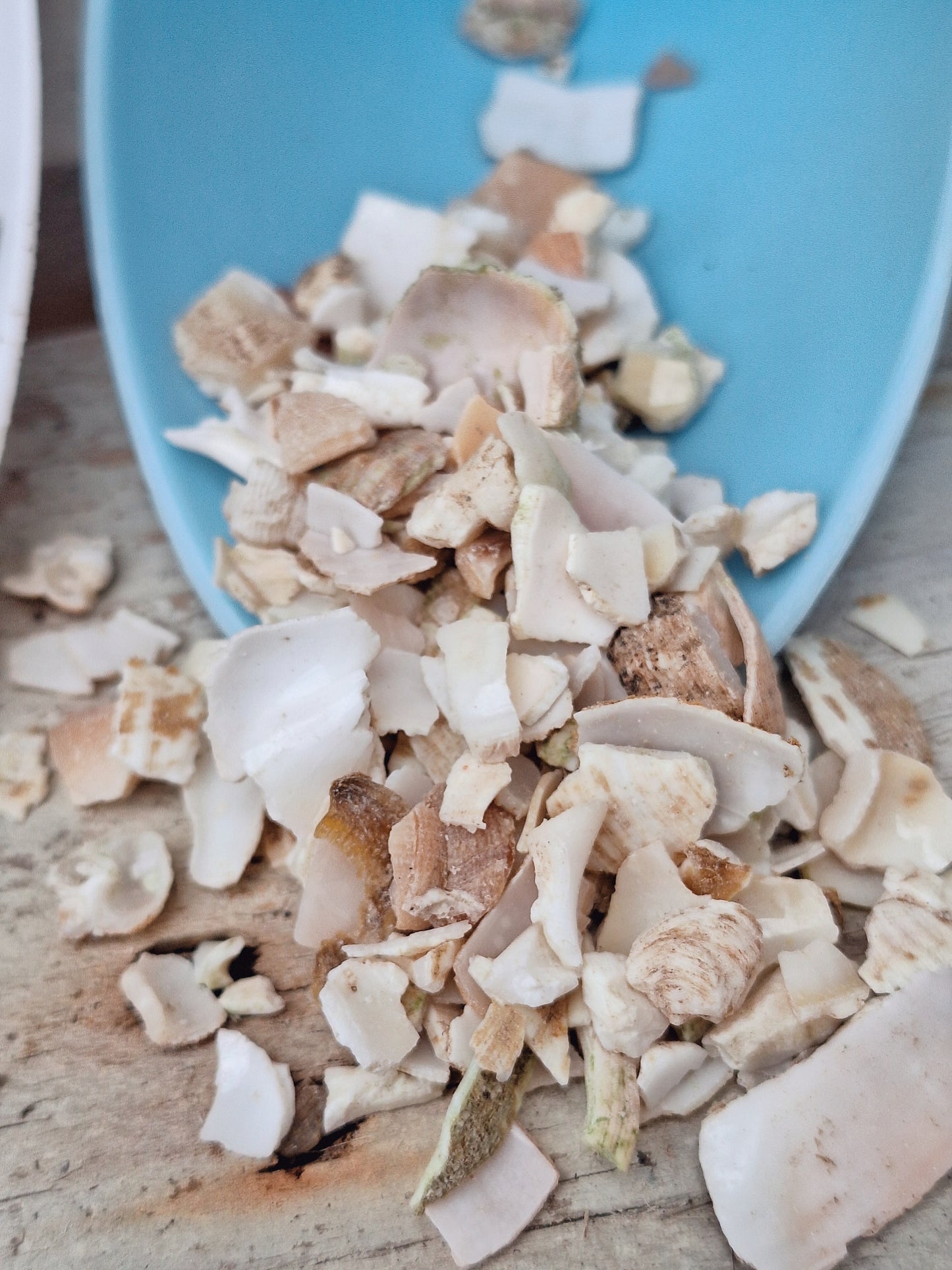 Crushed seashell top dressings for succulents