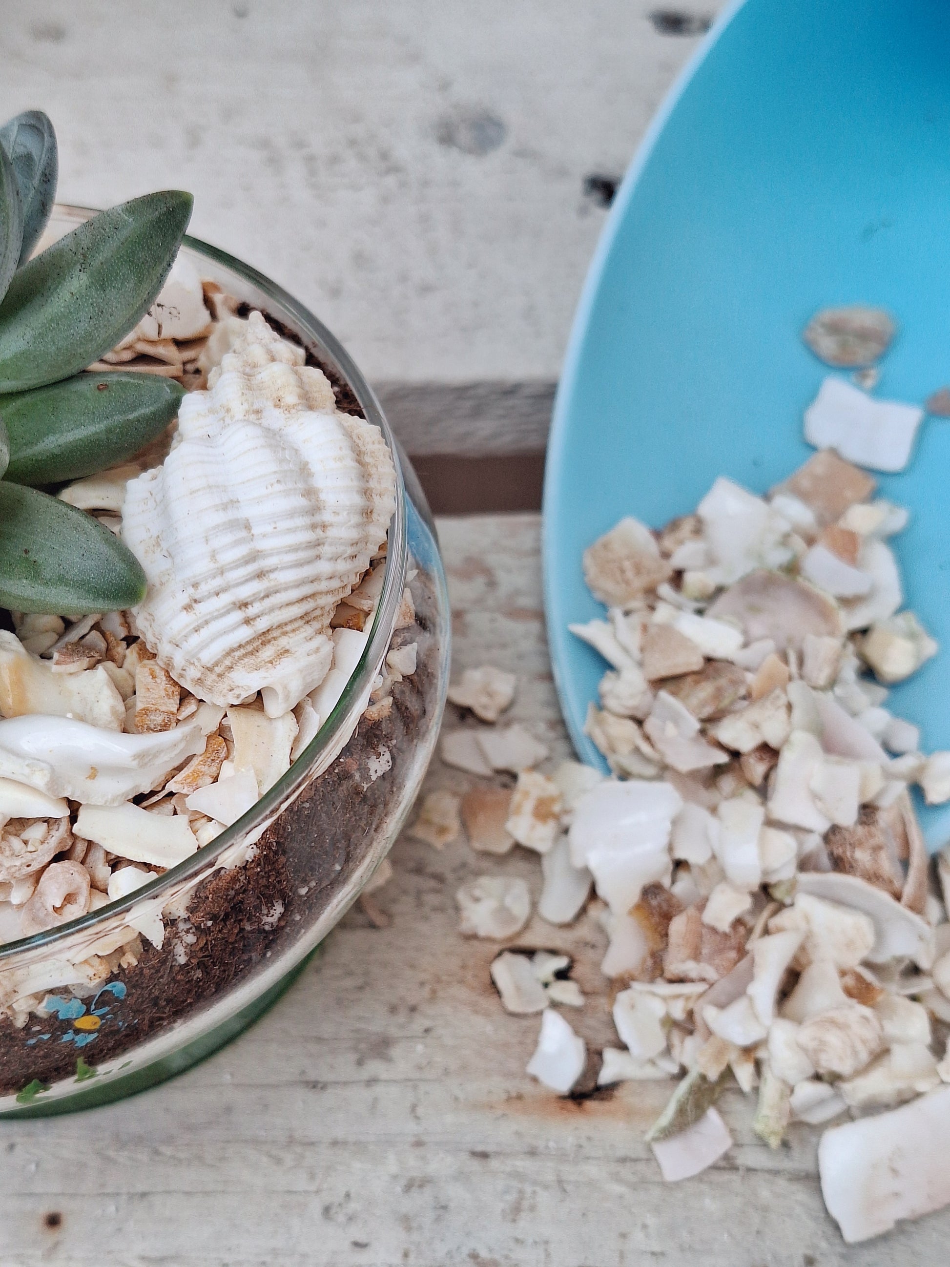 sea shells in potted plants Crushed seashell top dressings for succulents – Potty Plant Lady