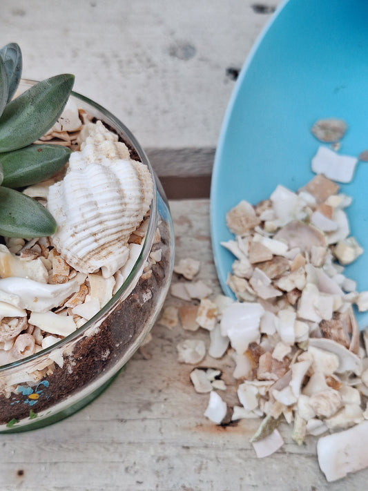 Crushed seashell top dressings for succulents