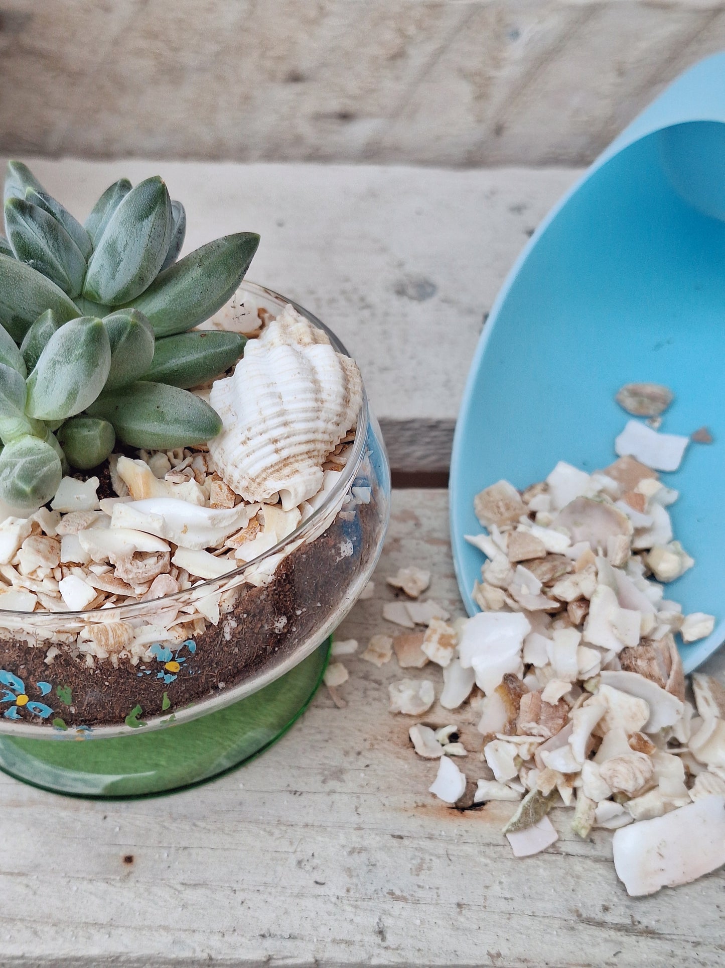 Crushed seashell top dressings for succulents