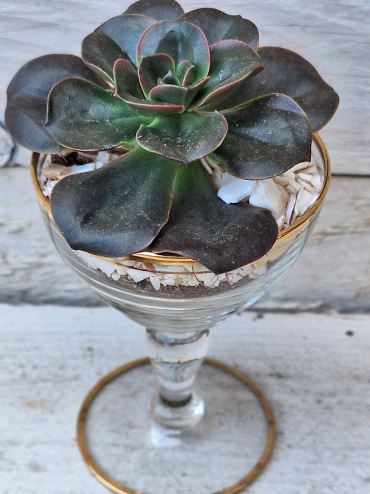 Echeveria 'Dark Prince' in repurposed liqueur glass DIY Kit