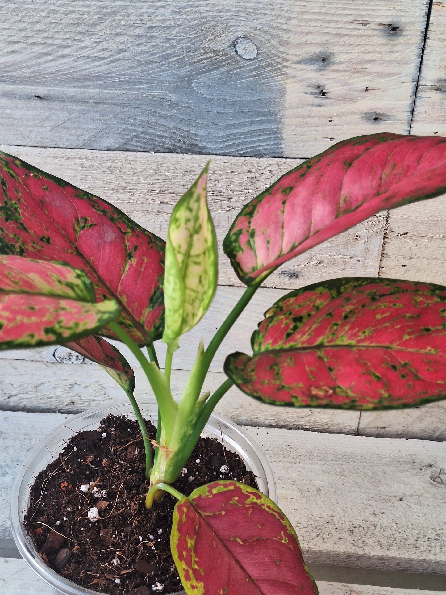 Rare Aglaonema 'Red Joy' – Planted in Clear Self-Watering Pot (12cm)
