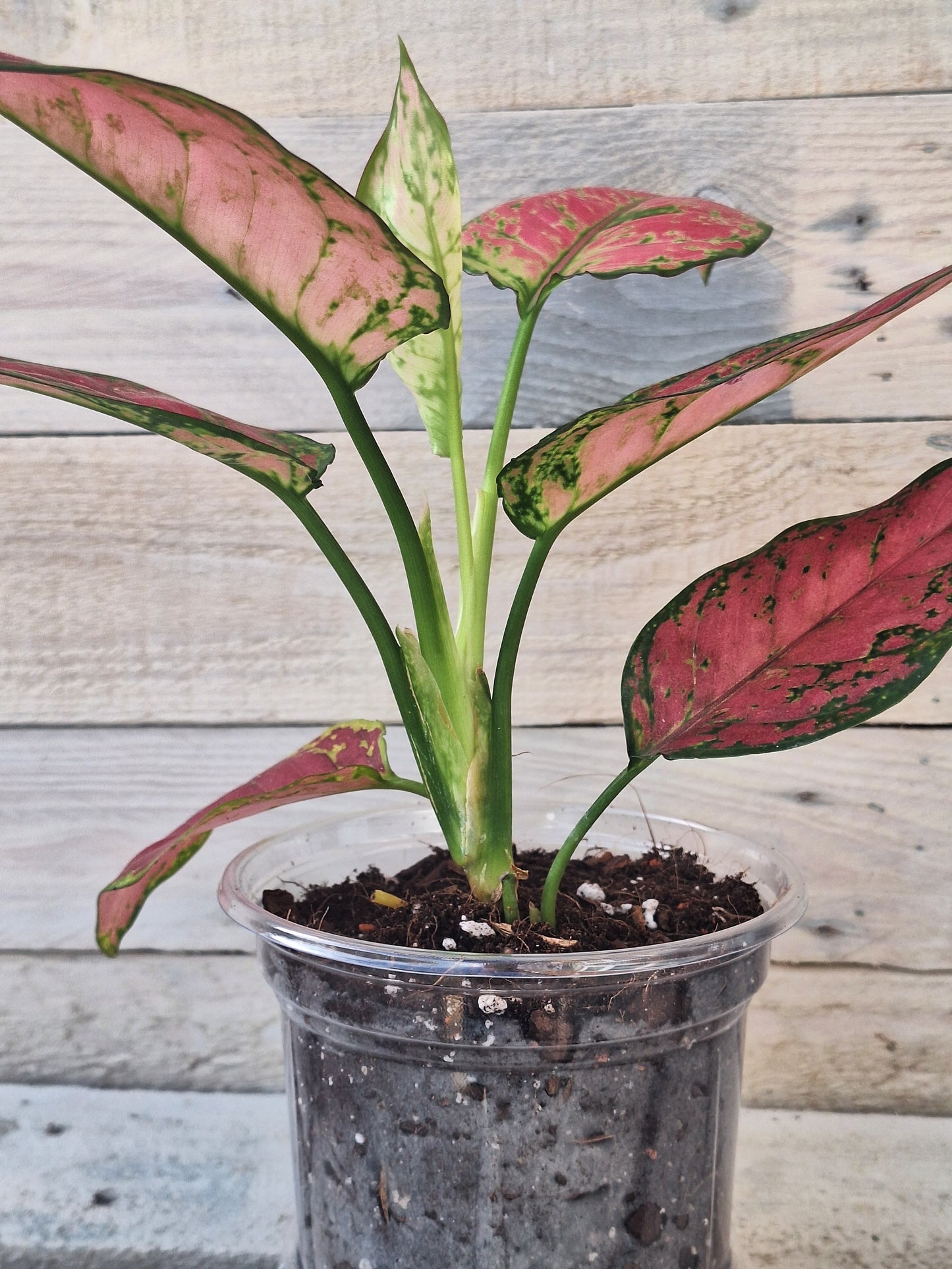 Rare Aglaonema 'Red Joy' – Planted in Clear Self-Watering Pot (12cm)