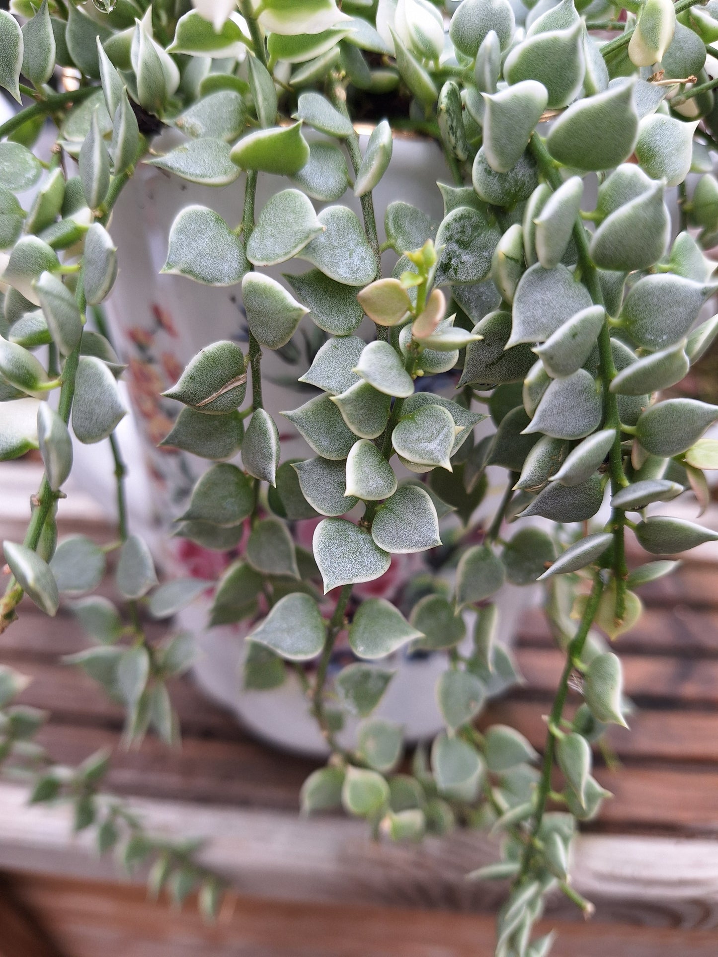 Variegated Dischidia “Million Hearts” Propagation Kit