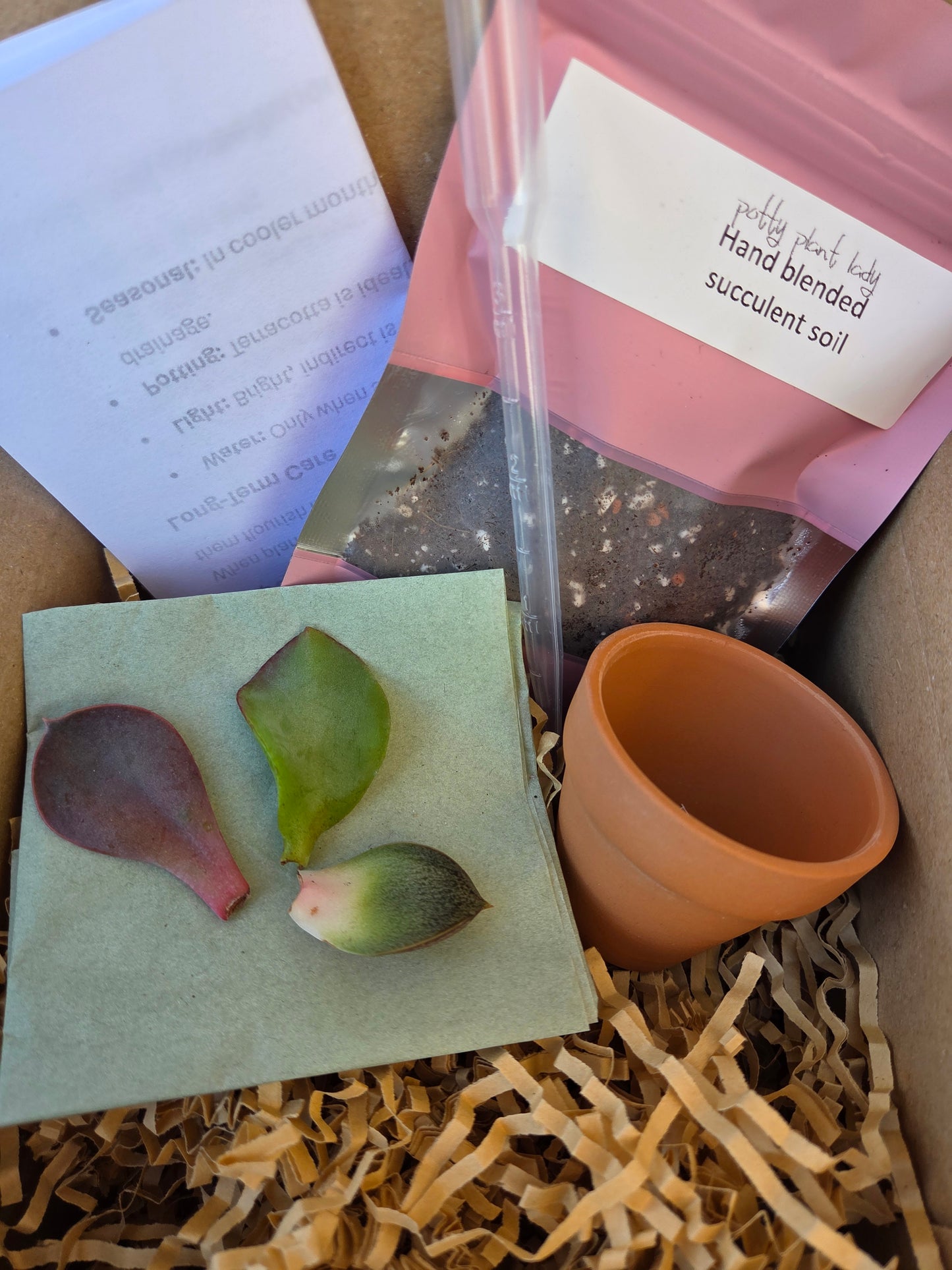 Succulent Propagation Gift Set – 3 Cuttings + Soil, Pot and Tools