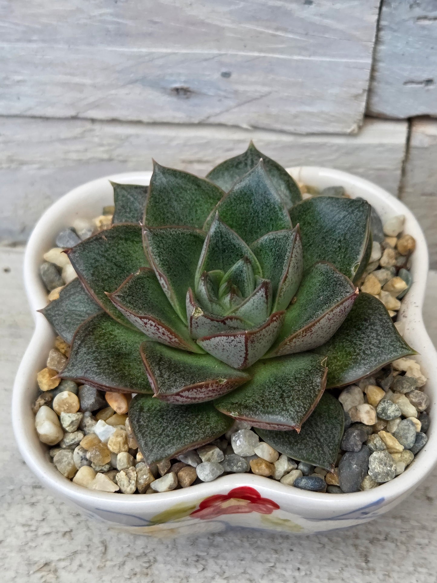 Echeveria Purpusorum in Hand-Painted Ceramic Dish