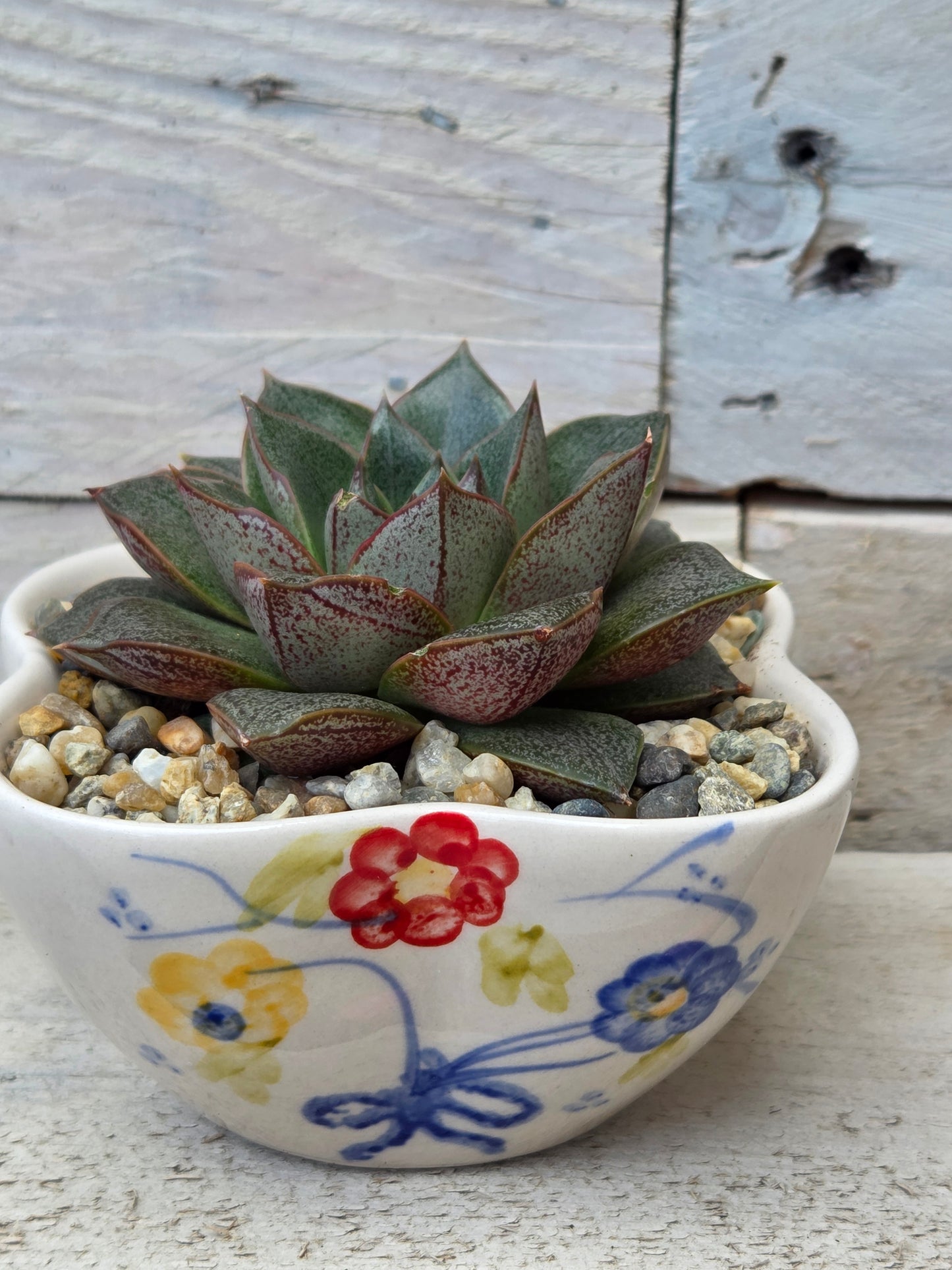 Echeveria Purpusorum in Hand-Painted Ceramic Dish