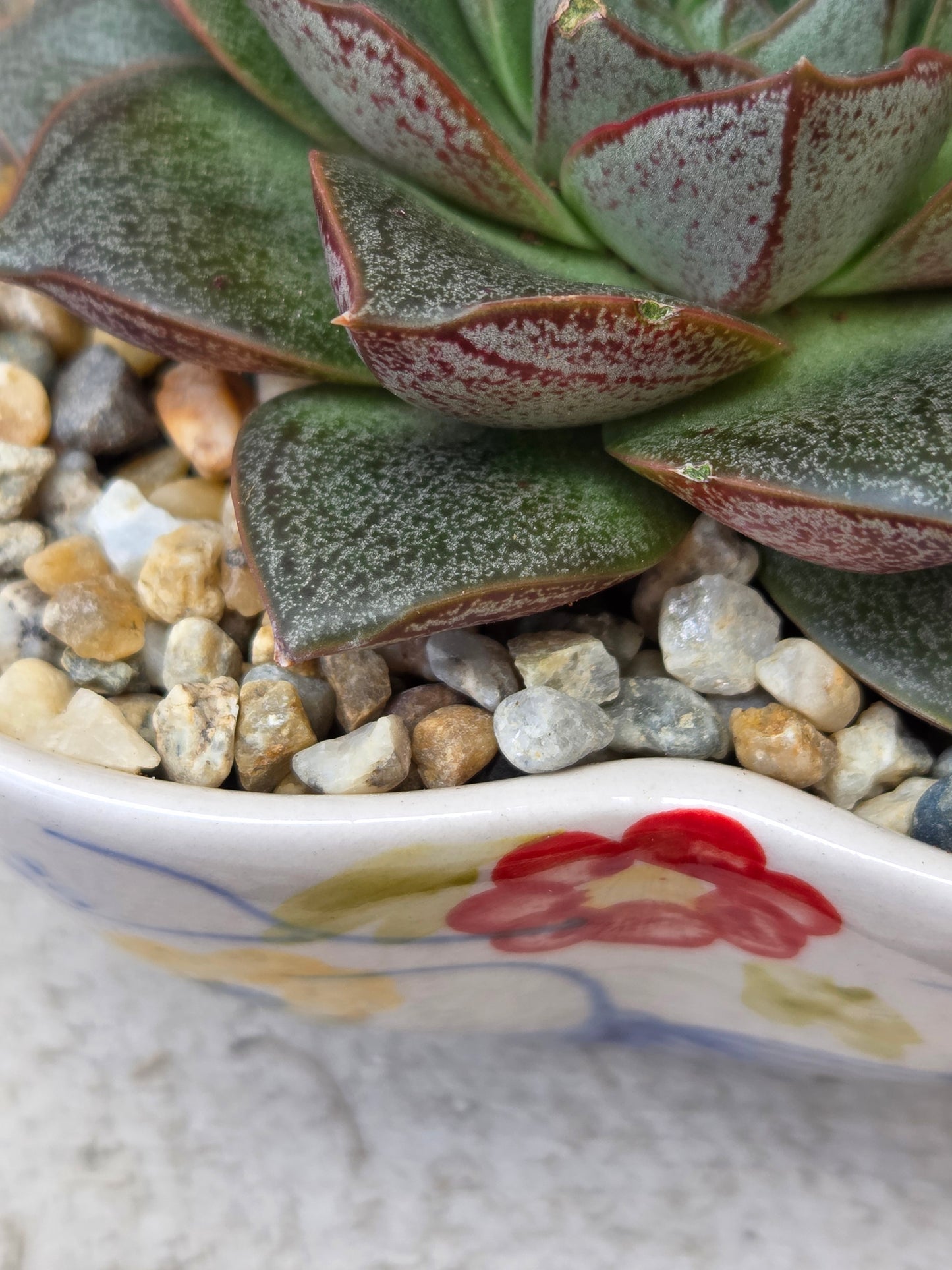 Echeveria Purpusorum in Hand-Painted Ceramic Dish