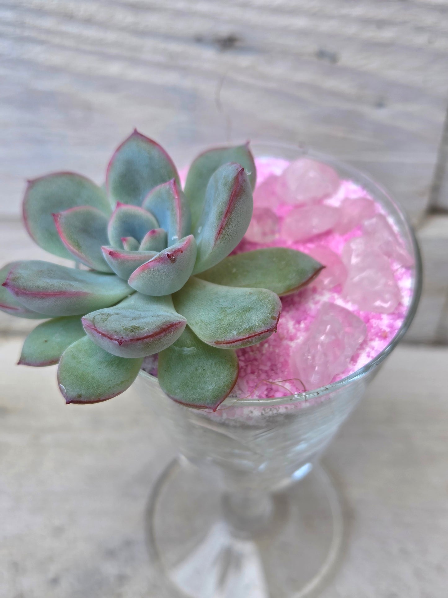 Echeveria ‘Pink Edge’ f. cristata in Sherry Glass with Pink Sand &amp; Rose Quartz