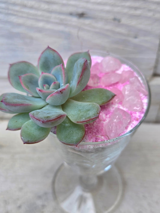 Echeveria ‘Pink Edge’ f. cristata in Sherry Glass with Pink Sand &amp; Rose Quartz