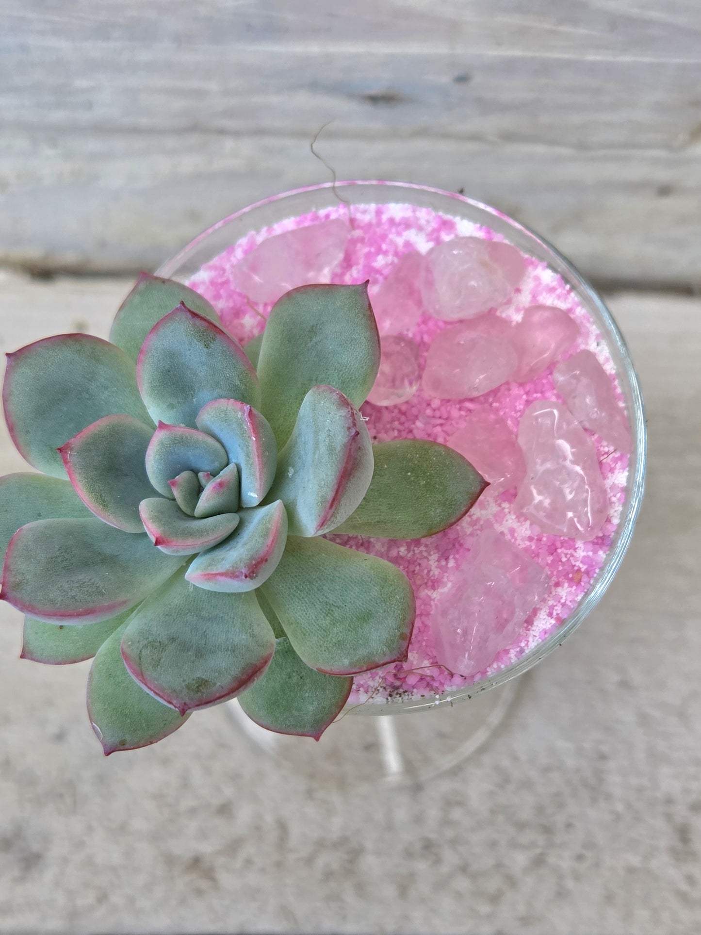 Echeveria ‘Pink Edge’ f. cristata in Sherry Glass with Pink Sand &amp; Rose Quartz