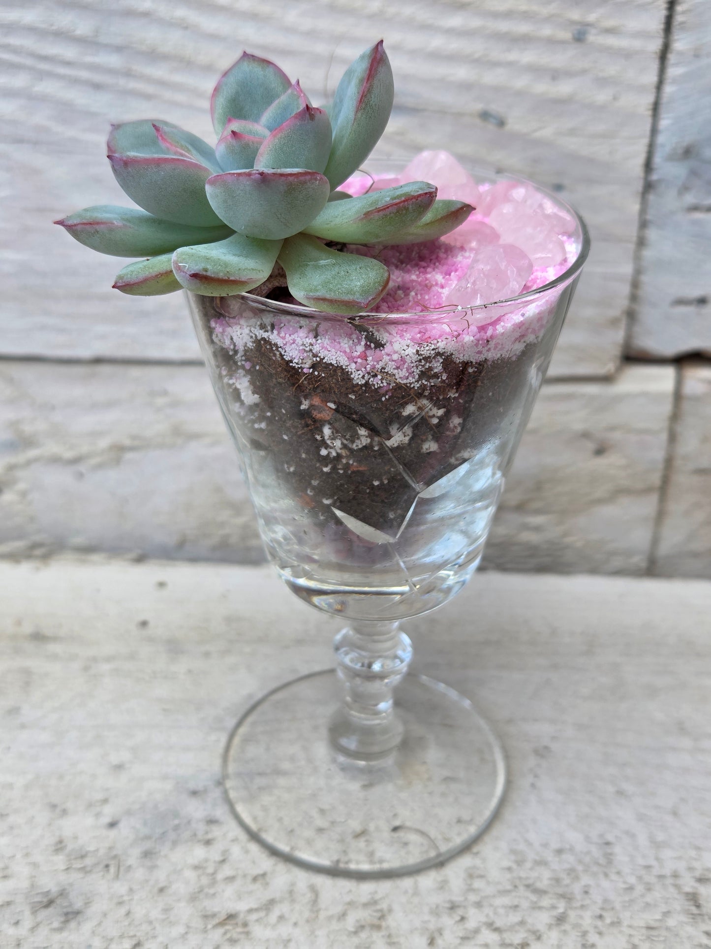 Echeveria ‘Pink Edge’ f. cristata in Sherry Glass with Pink Sand &amp; Rose Quartz