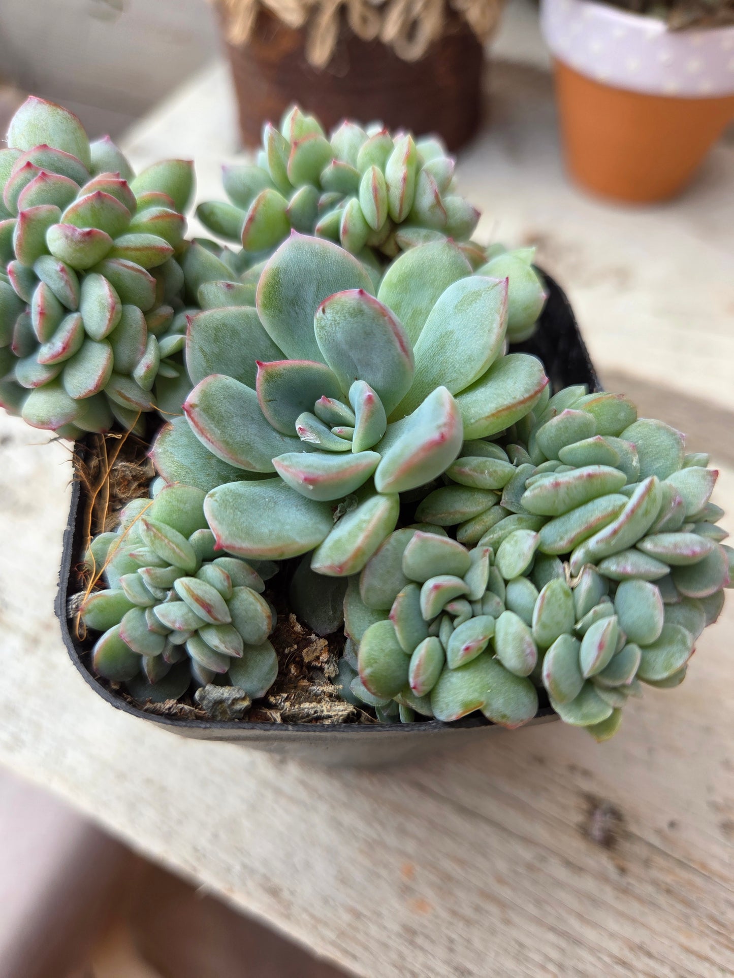 Echeveria ‘Pink Edge’ f. cristata in Sherry Glass with Pink Sand &amp; Rose Quartz