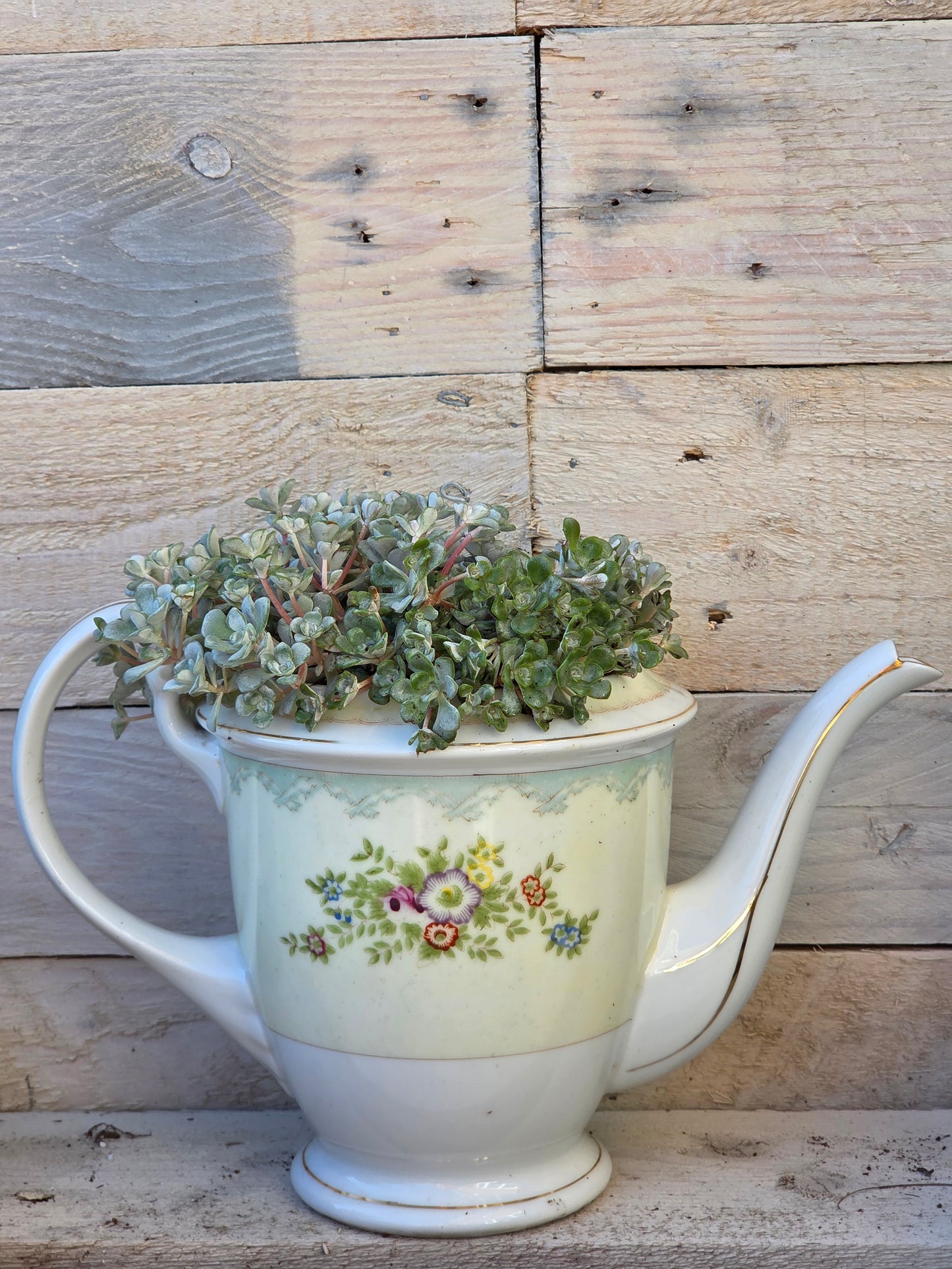 Sedum Spathulifolium in Vintage Teapot Planter