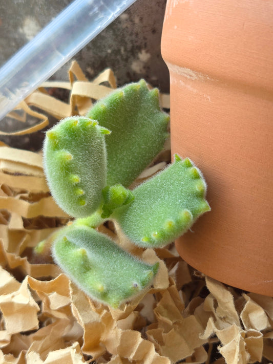 Cotyledon tomentosa 'Bear’s Paw' Succulent Propagation Kit
