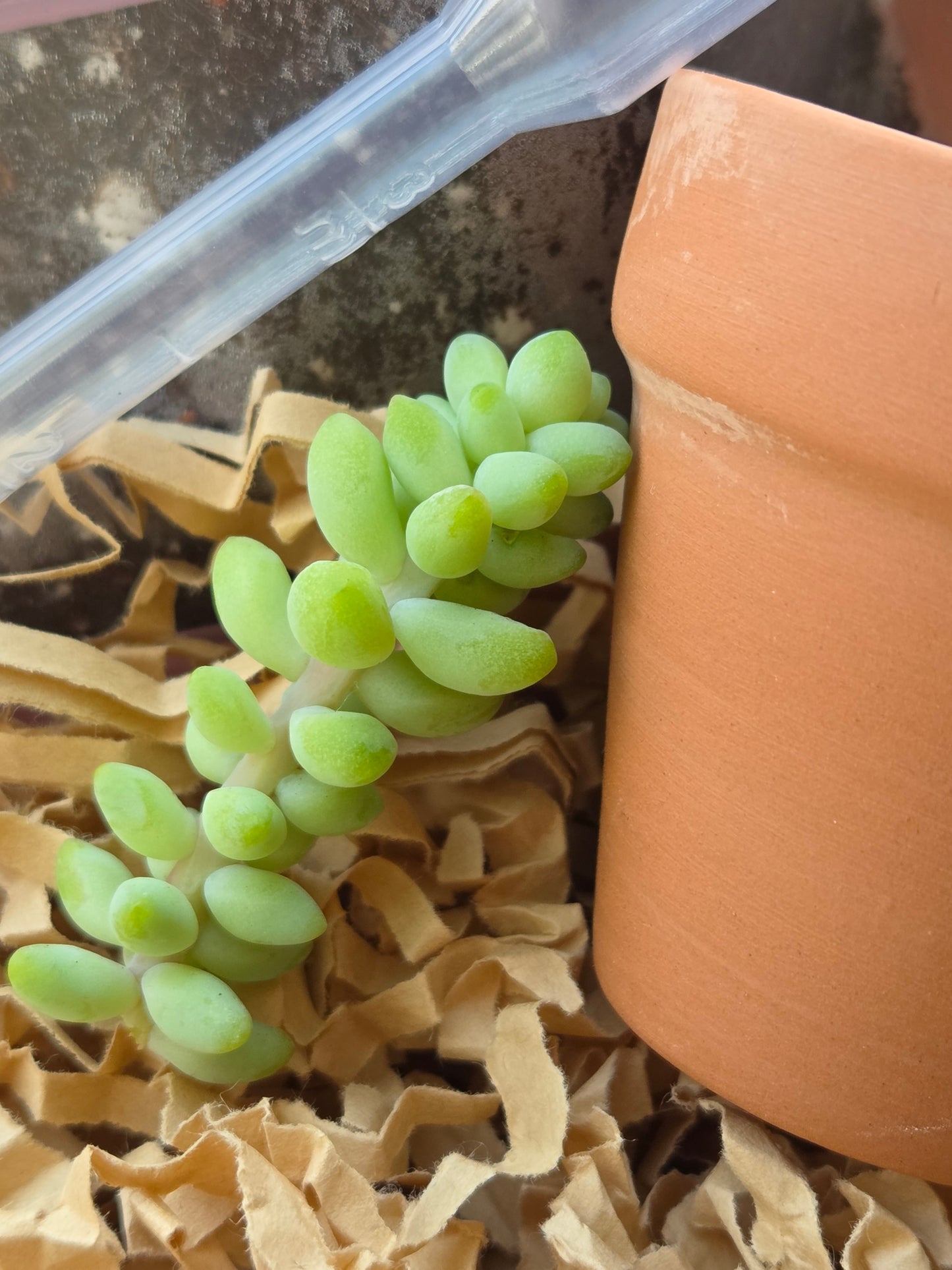 Sedum morganianum ' Burro’s Tail' Propagation Kit