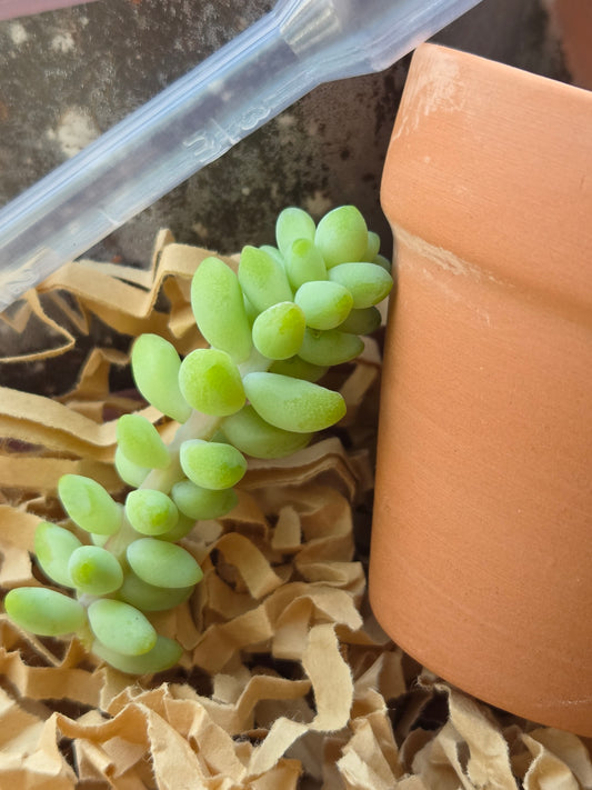 Sedum morganianum ' Burro’s Tail' Propagation Kit