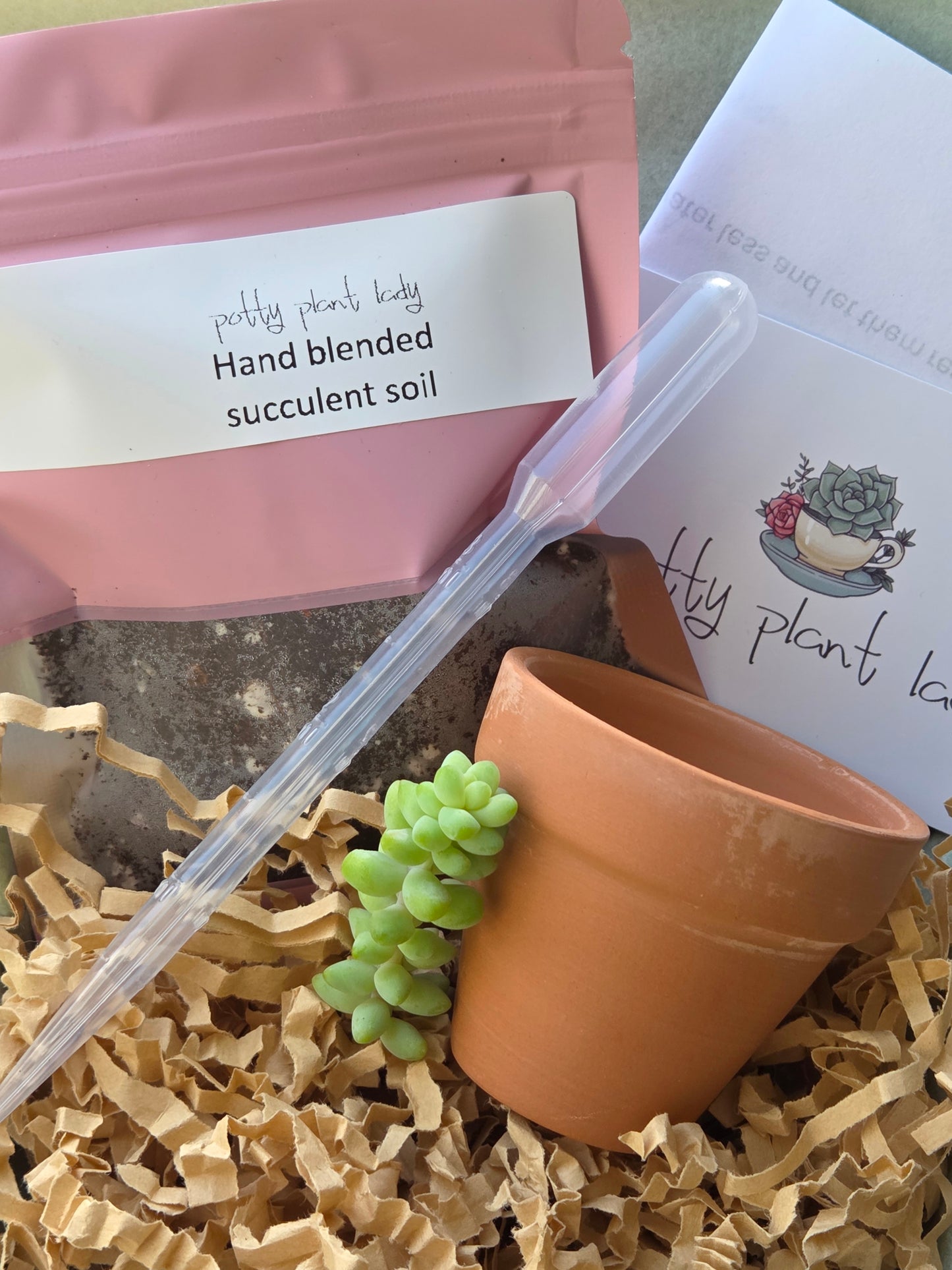 Sedum morganianum ' Burro’s Tail' Propagation Kit