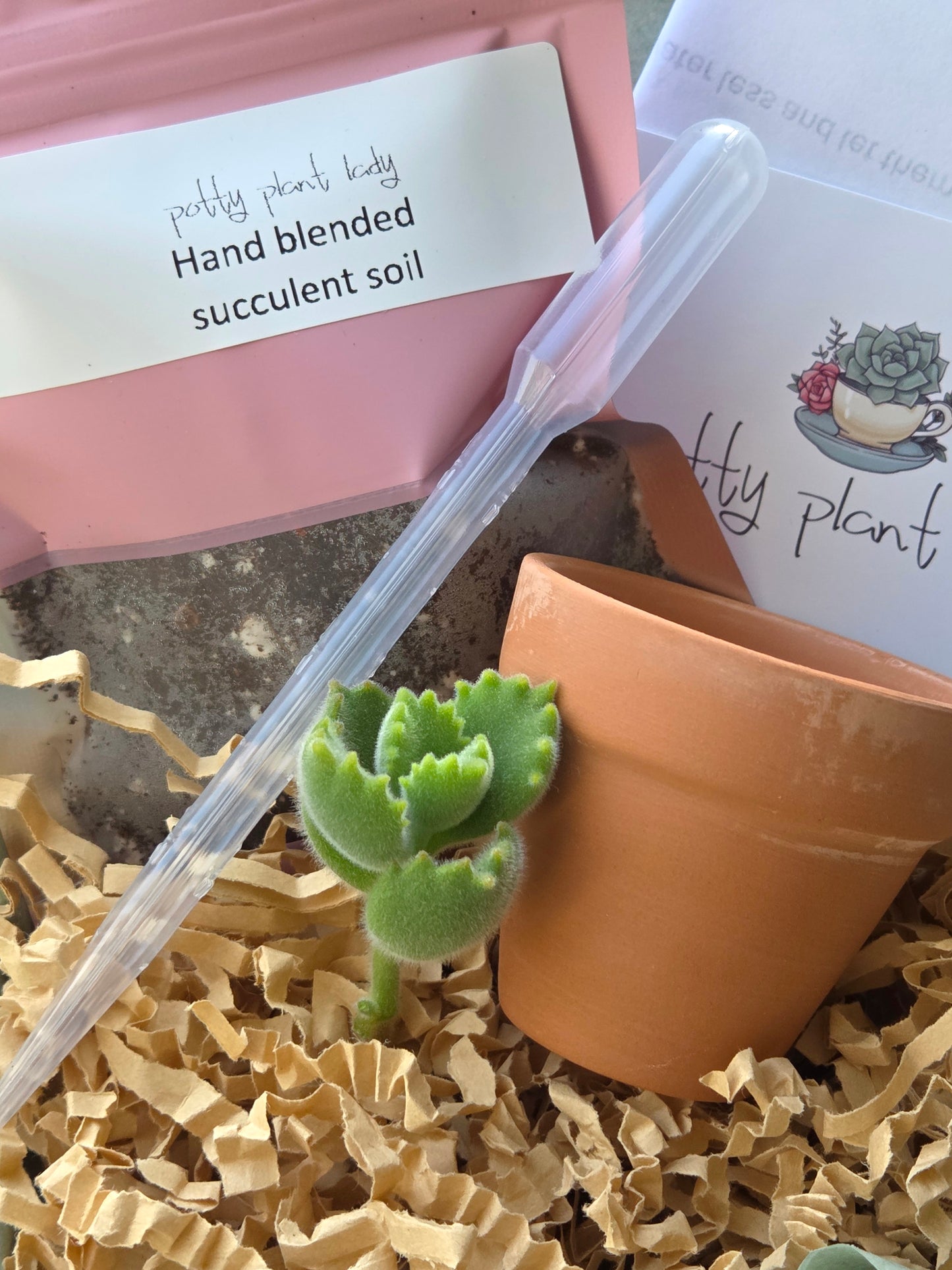 Cotyledon tomentosa 'Bear’s Paw' Succulent Propagation Kit