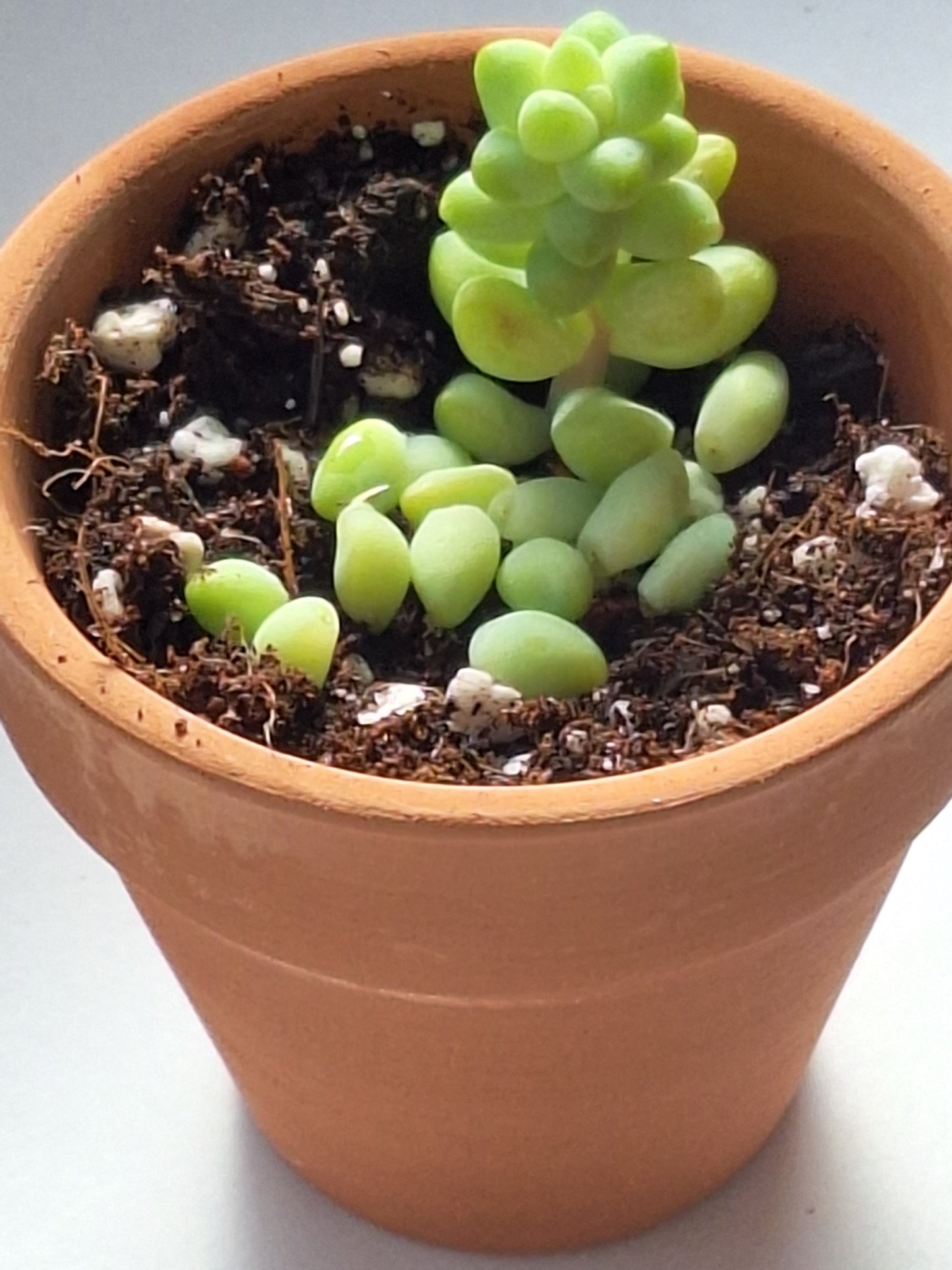 Sedum morganianum ' Burro’s Tail' Propagation Kit