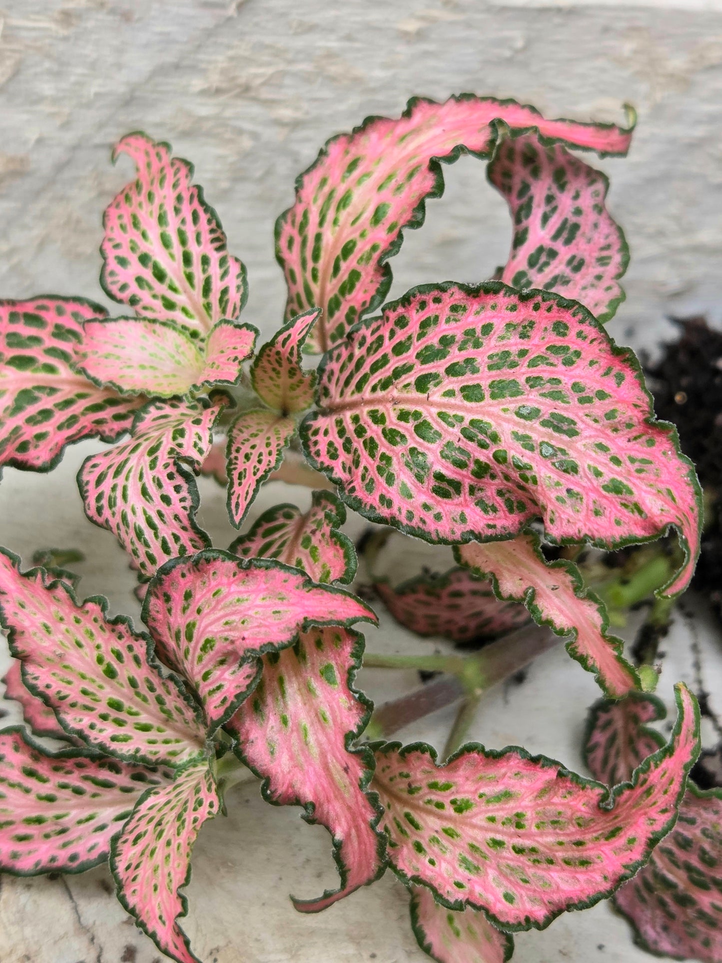 Pink Fittonia 'Pink Forest Flame' Plug