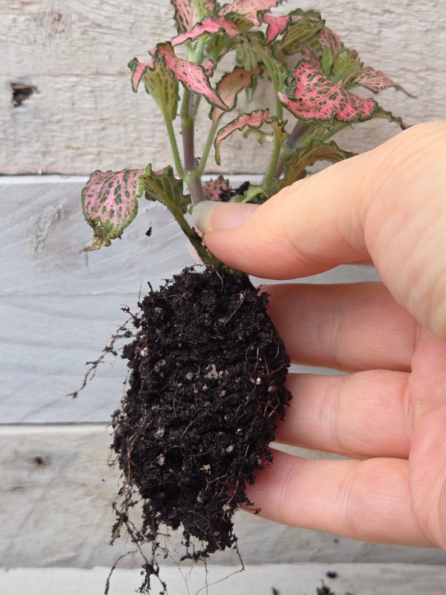 Pink Fittonia 'Pink Forest Flame' Plug