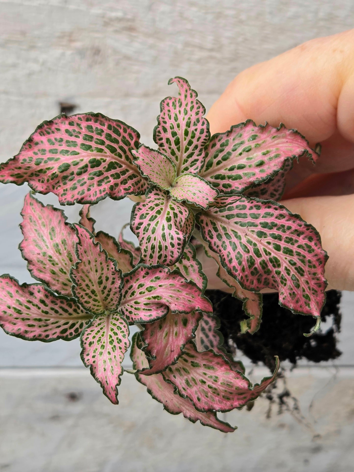 Pink Fittonia 'Pink Forest Flame' Plug