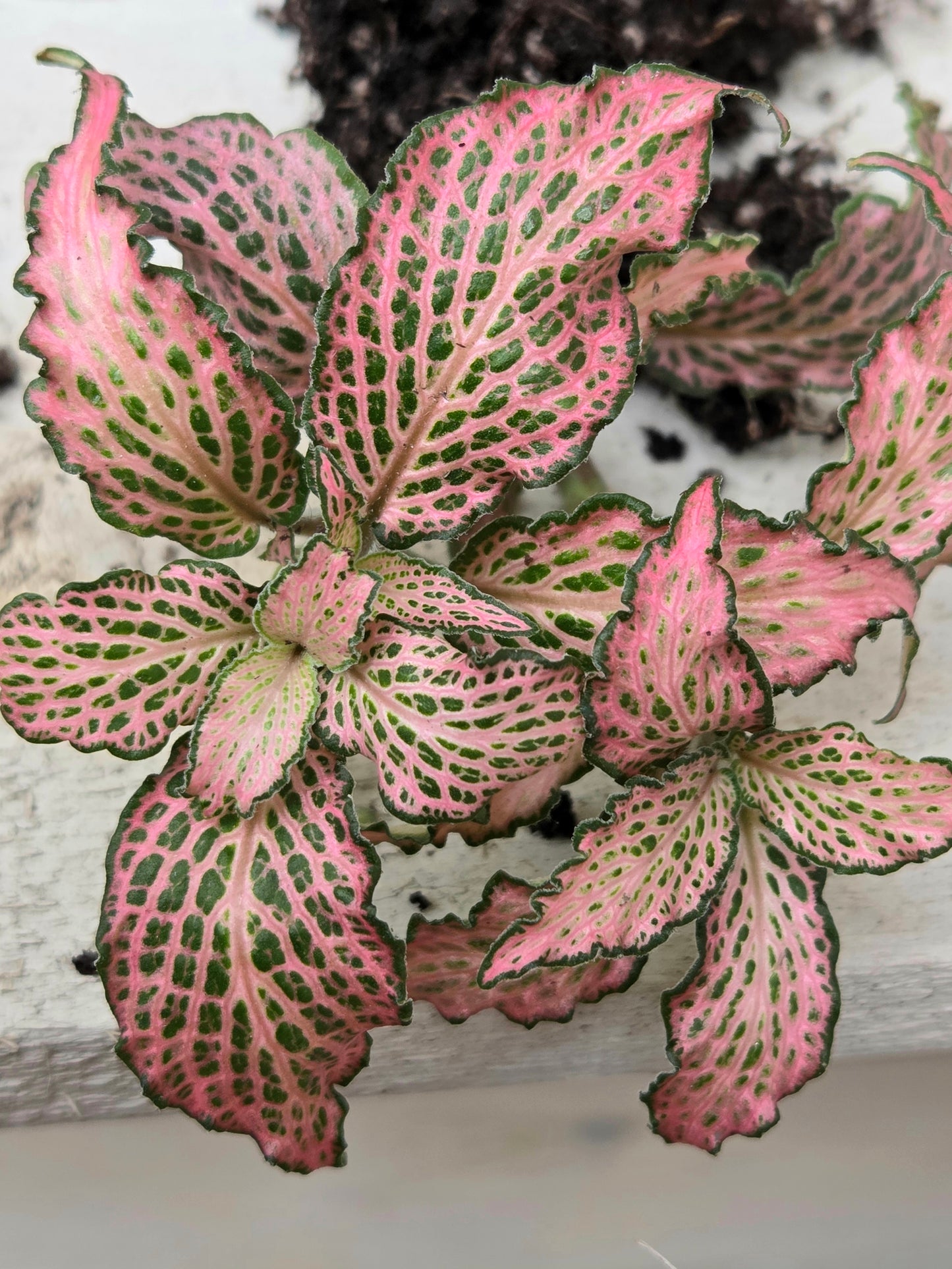 Pink Fittonia 'Pink Forest Flame' Plug