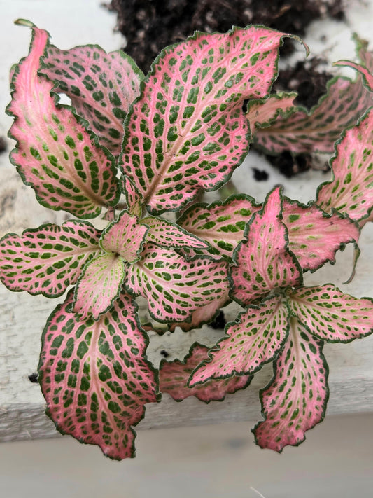 Pink Fittonia 'Pink Forest Flame' Plug