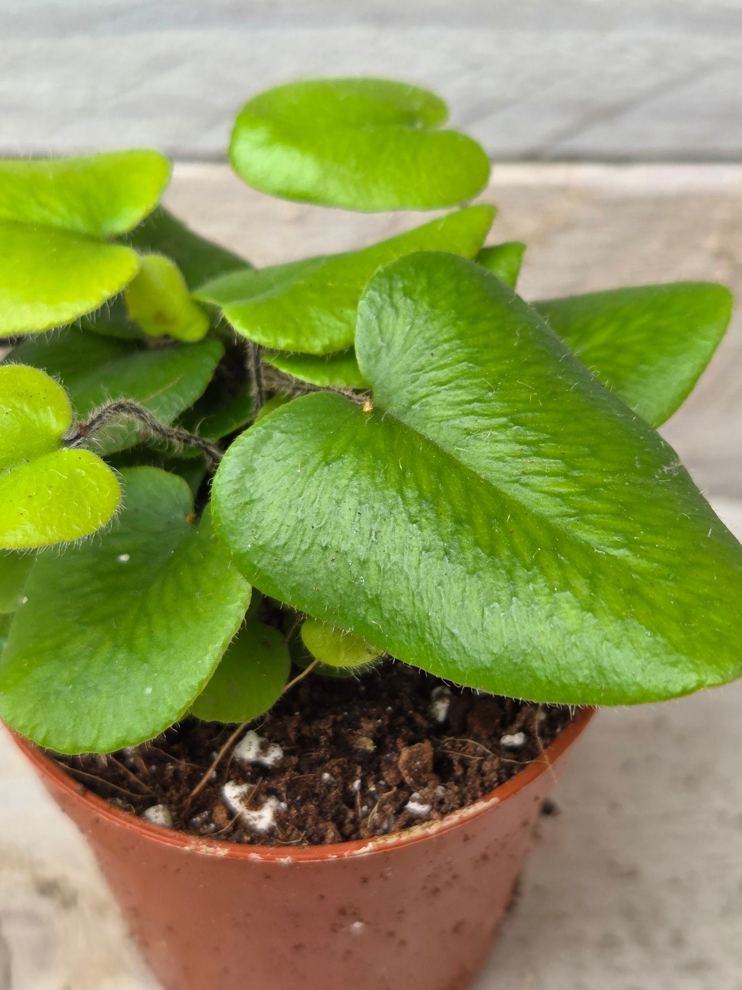 Hemionitis arifolia 'Heart Fern