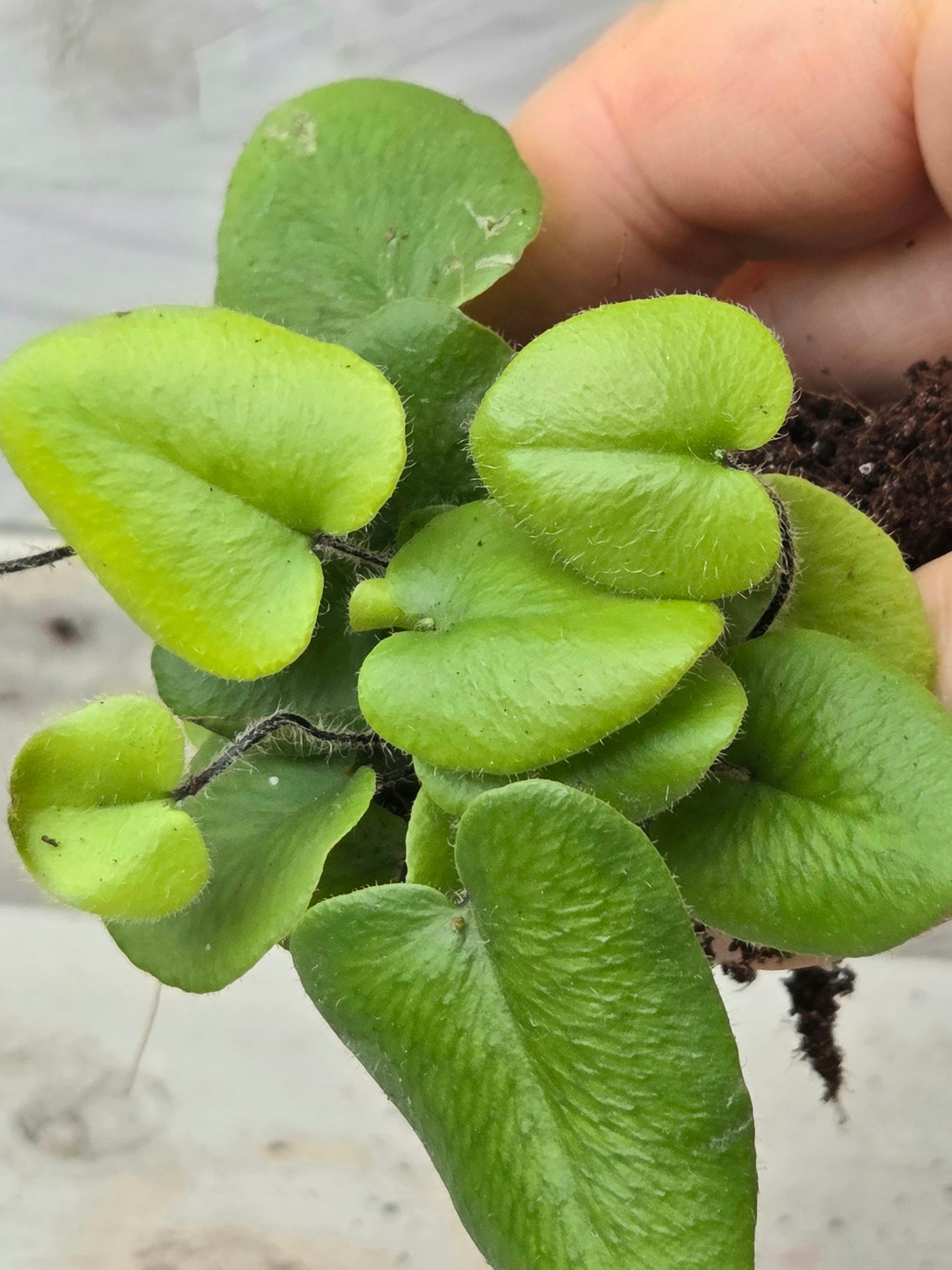 Hemionitis arifolia 'Heart Fern