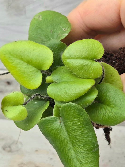 Hemionitis arifolia 'Heart Fern