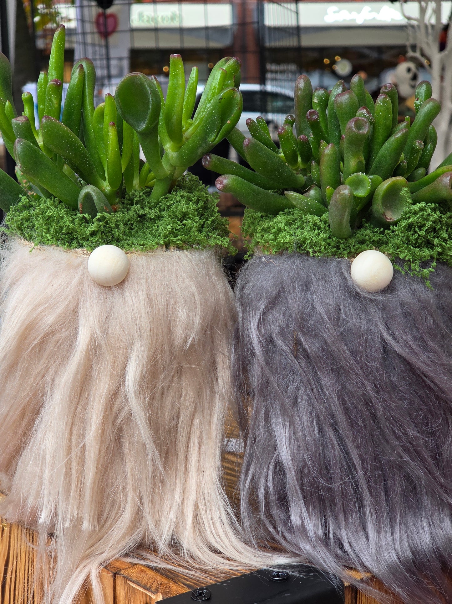 Shrek’s Ears Gonk | Crassula ‘Gollum’ Succulent