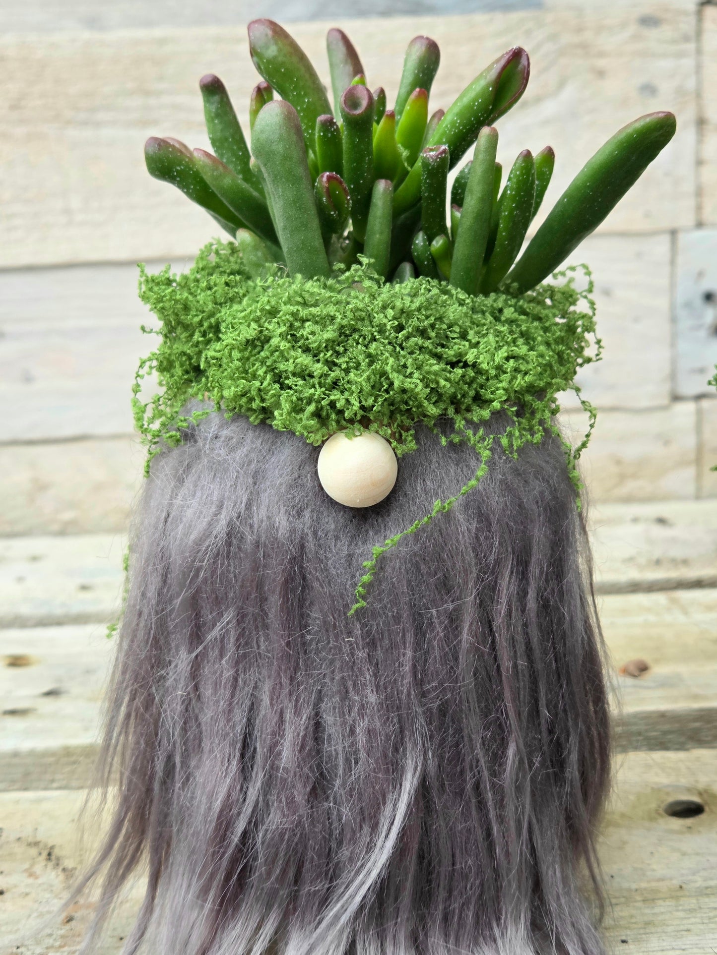 Shrek’s Ears Gonk | Crassula ‘Gollum’ Succulent