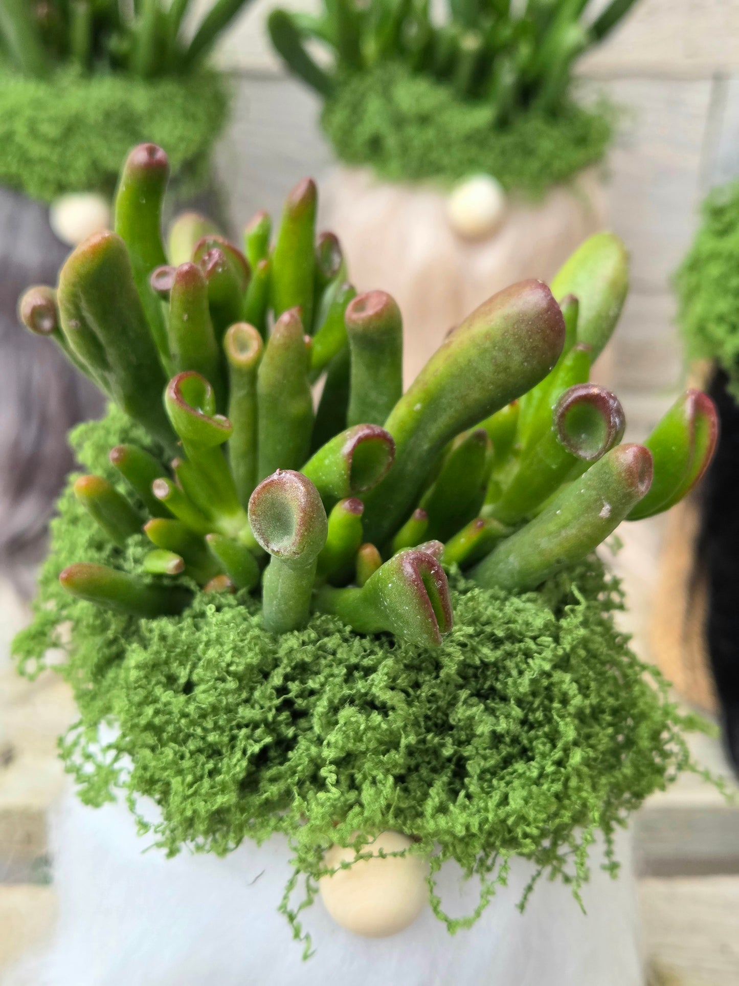 Shrek’s Ears Gonk | Crassula ‘Gollum’ Succulent