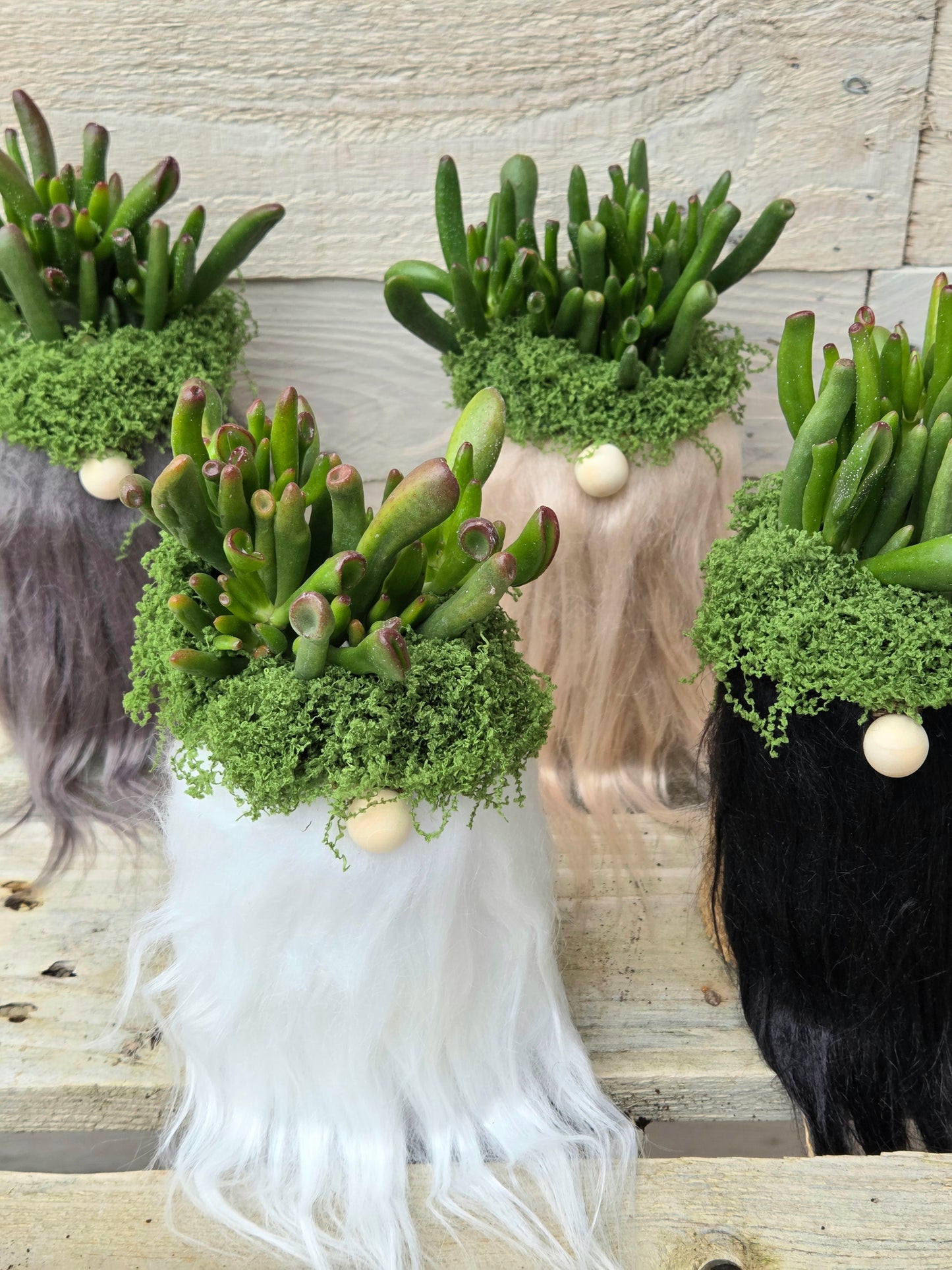 Shrek’s Ears Gonk | Crassula ‘Gollum’ Succulent