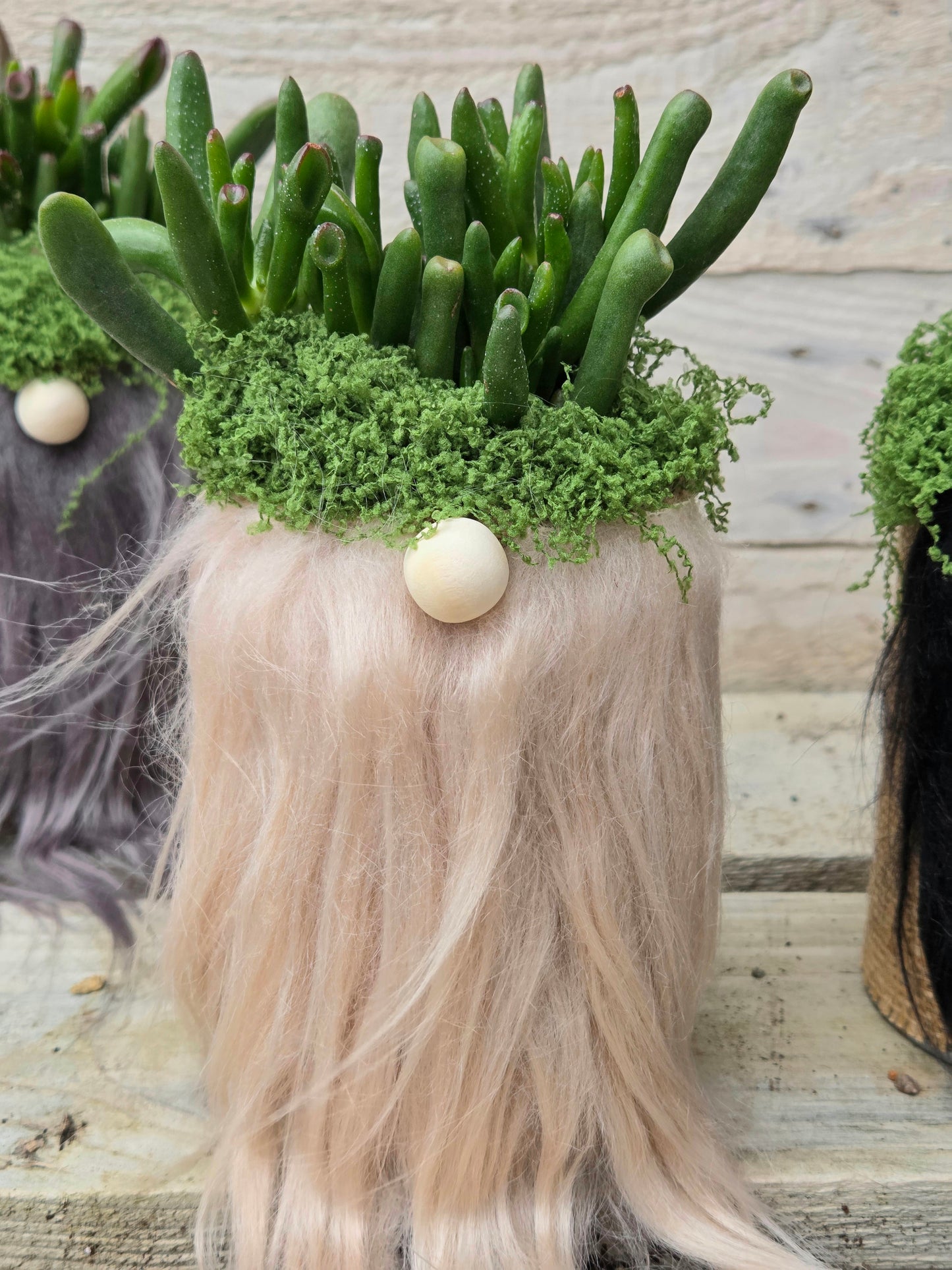 Shrek’s Ears Gonk | Crassula ‘Gollum’ Succulent